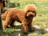Toy Poodle Yavrularimiz