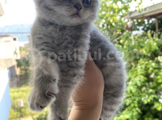 British Shorthair görsel
