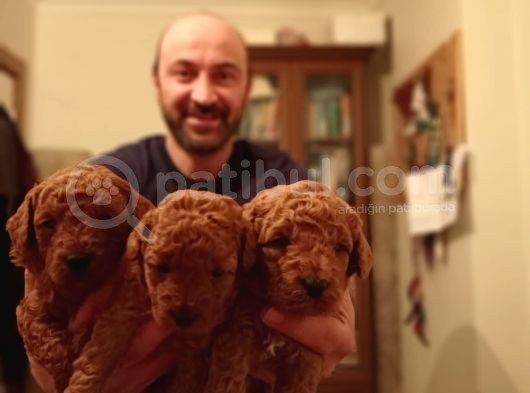 Toy Poodle Yavrular görsel