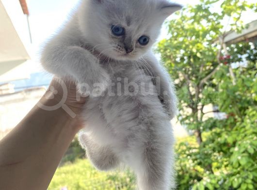 British Shorthair görsel
