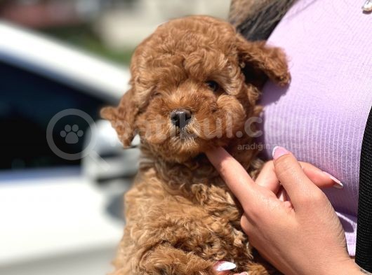 Türki̇yeni̇n En Güzel Toy Poodle Yavrulari görsel