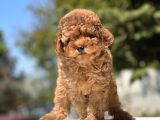 Türki̇yeni̇n en Güzel Toy Poodle Yavrulari