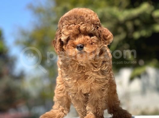 Türki̇yeni̇n En Güzel Toy Poodle Yavrulari