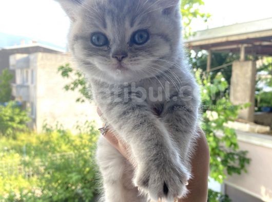 British Shorthair görsel