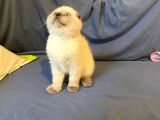 Scottish Fold ve British Shorthair Yavrular