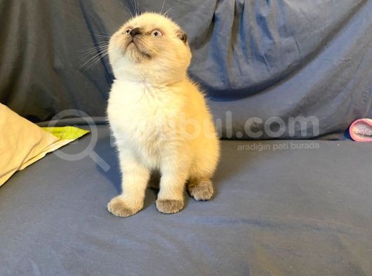 Scottish Fold Ve British Shorthair Yavrular