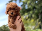 Red Toy Poodle Bebekler