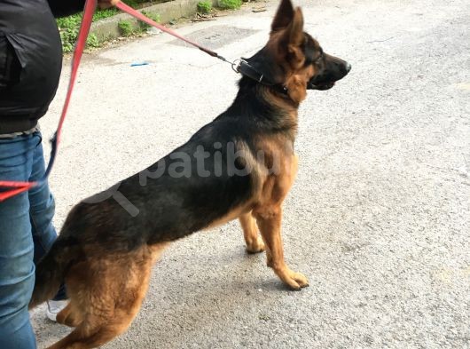 Acil Dişi Ve Erkek Safkan Alman Kurdu görsel