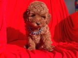 Toy Poodle Red Brown