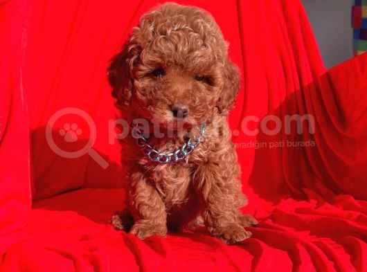 Toy Poodle Red Brown görsel