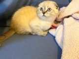 Scottish Fold Ve British Shorthair Yavrular
