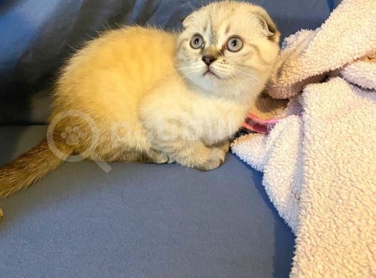 Scottish Fold Ve British Shorthair Yavrular görsel