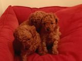 Toy Poodle Yavrular