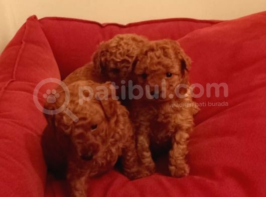 Toy Poodle Yavrular görsel