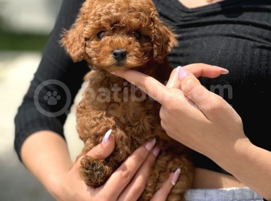 Red Toy Poodle Bebekler