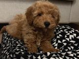 3 aylik Toy Poodle Apricot