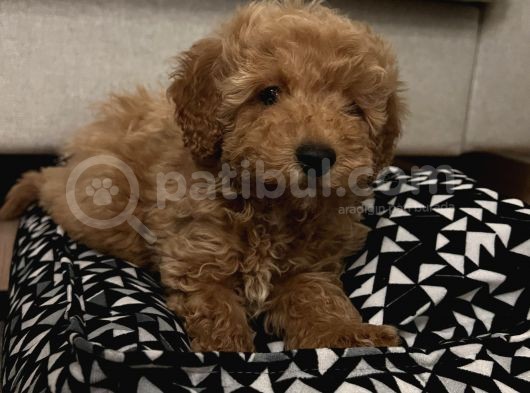 3 Aylik Toy Poodle Apricot