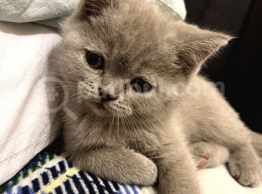 British Shorthair Lilac Ve Bluepoint
