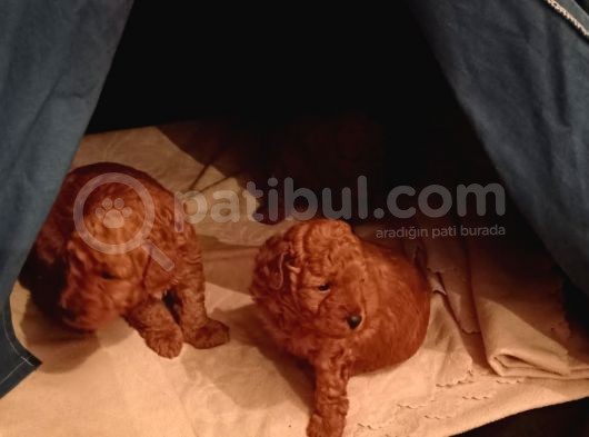 Toy Poodle Yavrular görsel