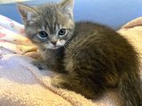 Scottish Fold Ve British Shorthair Yavrular