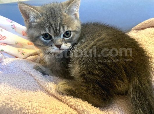 Scottish Fold Ve British Shorthair Yavrular görsel