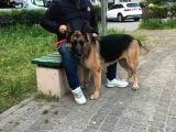 Acil Dişi Ve Erkek Safkan Alman Kurdu