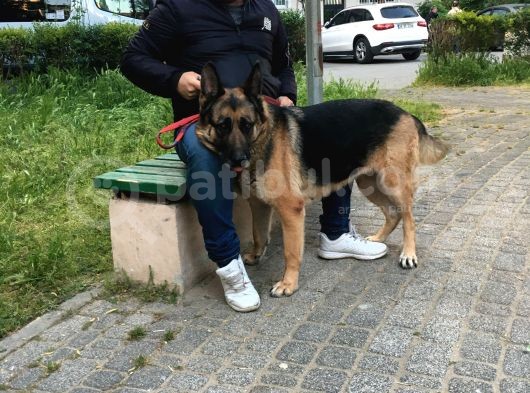 Acil Dişi Ve Erkek Safkan Alman Kurdu görsel
