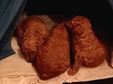 Toy Poodle Yavrular