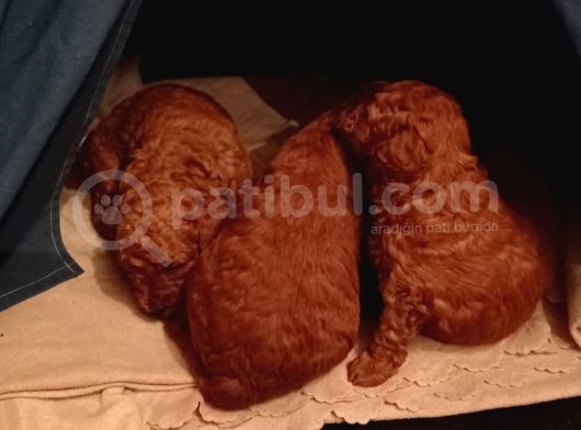 Toy Poodle Yavrular görsel