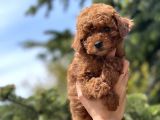 Red Toy Poodle Bebekler