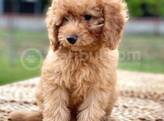 Apri̇kot Poodle Di̇şi̇ Yavrular görsel