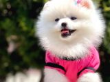 Safkan Pomeranian Boo Yavrularımız