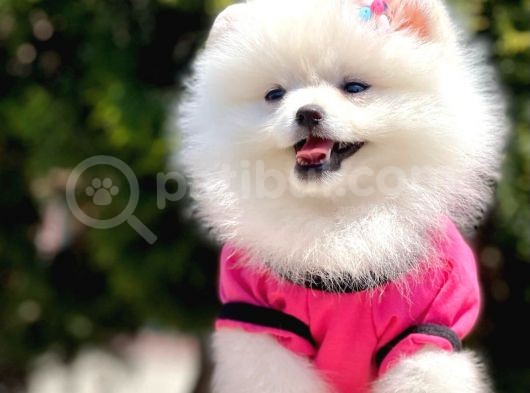 Safkan Pomeranian Boo Yavrularımız görsel