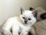 British Shorthair Lilac Ve Bluepoint