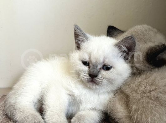 British Shorthair Lilac Ve Bluepoint görsel