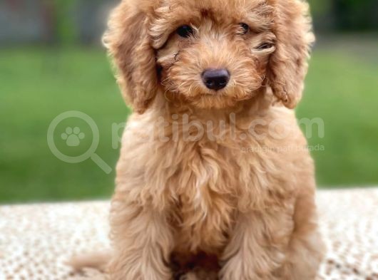 Apri̇kot Poodle Di̇şi̇ Yavrular