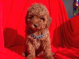 Toy Poodle Red Brown