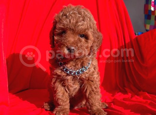 Toy Poodle Red Brown görsel