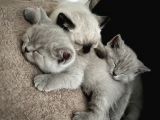 British Shorthair Lilac Ve Bluepoint
