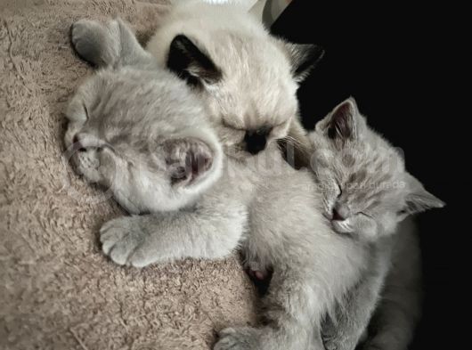 British Shorthair Lilac Ve Bluepoint görsel