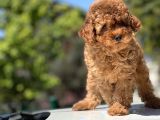 Türki̇yeni̇n En Güzel Toy Poodle Yavrulari