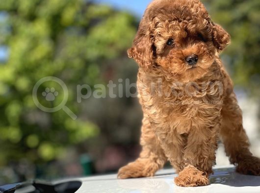Türki̇yeni̇n En Güzel Toy Poodle Yavrulari görsel
