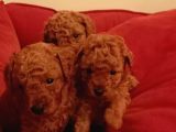 Toy Poodle Yavrular