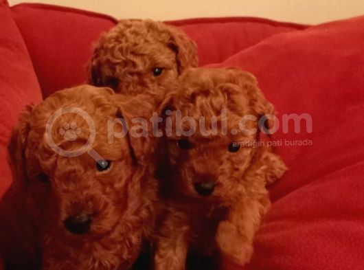 Toy Poodle Yavrular görsel