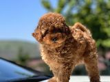 Türki̇yeni̇n En Güzel Toy Poodle Yavrulari