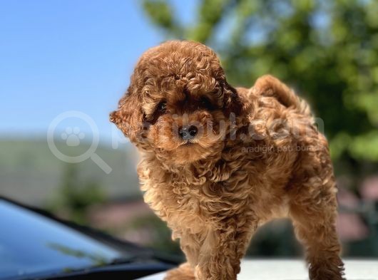 Türki̇yeni̇n En Güzel Toy Poodle Yavrulari görsel