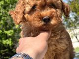 Türki̇yeni̇n En Güzel Toy Poodle Yavrulari