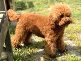 Toy Poodle Yavrularimiz