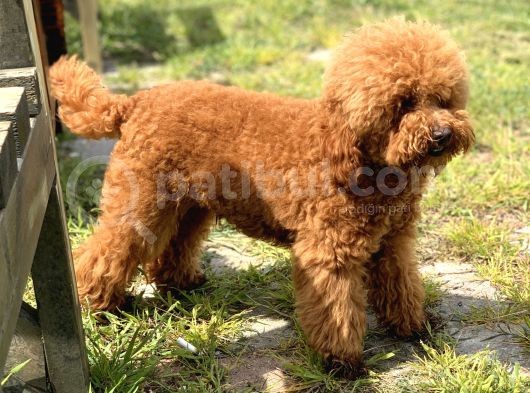 Toy Poodle Yavrularimiz görsel