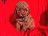 Toy Poodle Red Brown